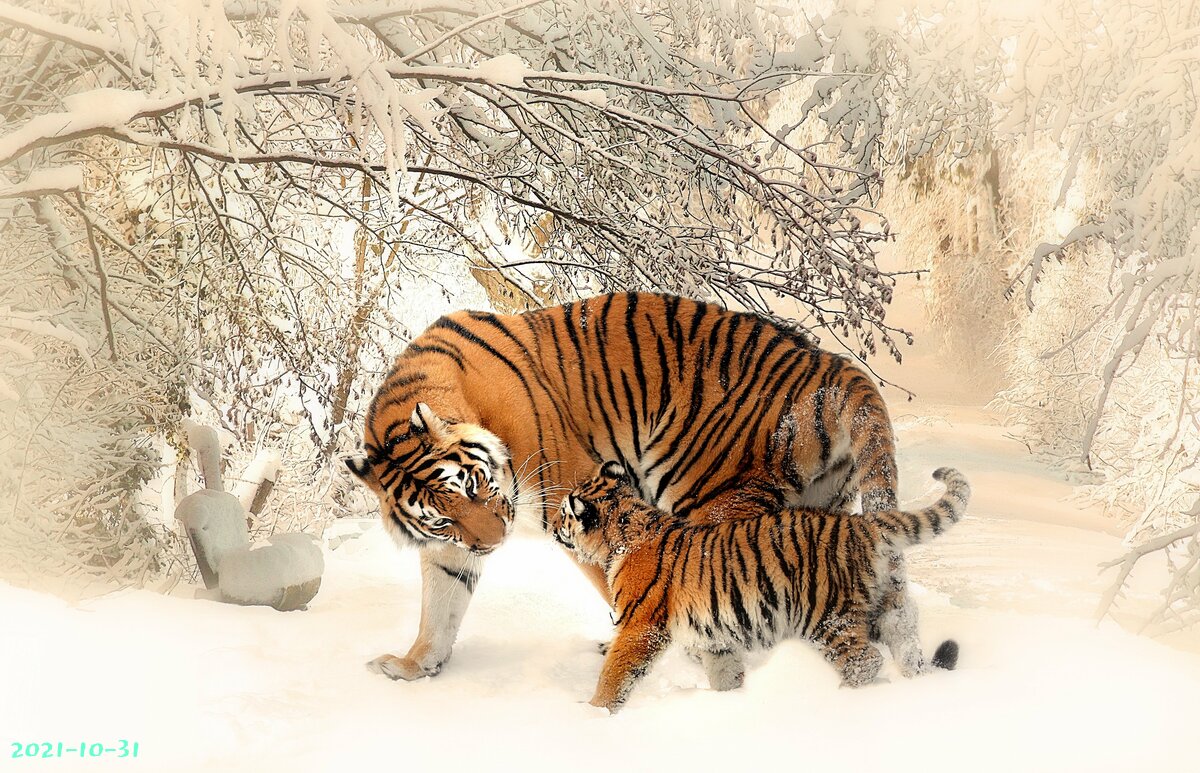 tigers-591359.jpg