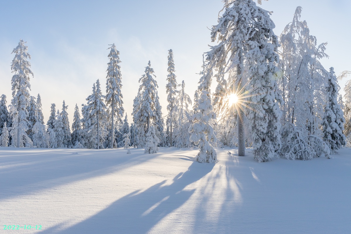 trees-4830285.jpg
