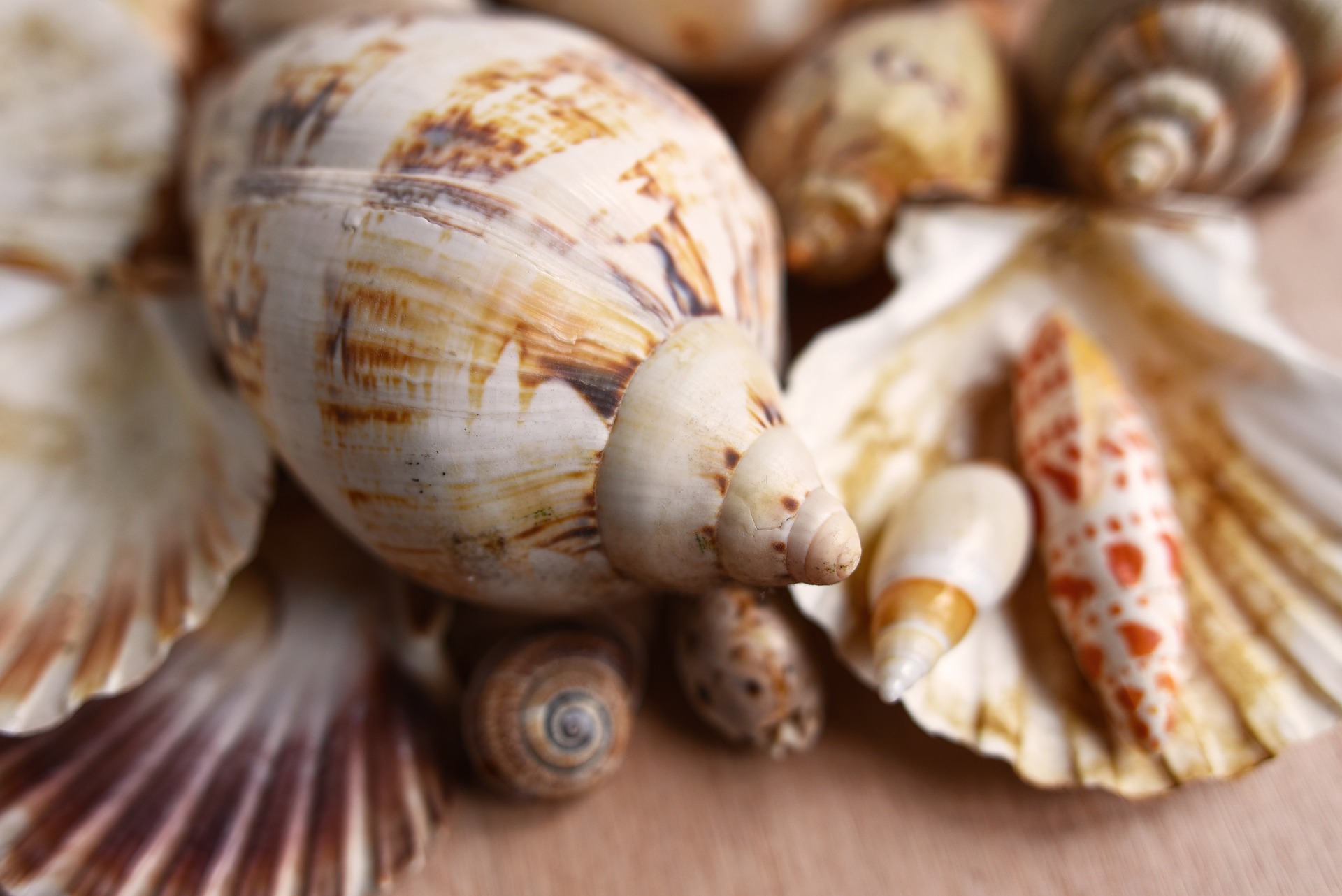 seashells-3478015_1920.jpg
