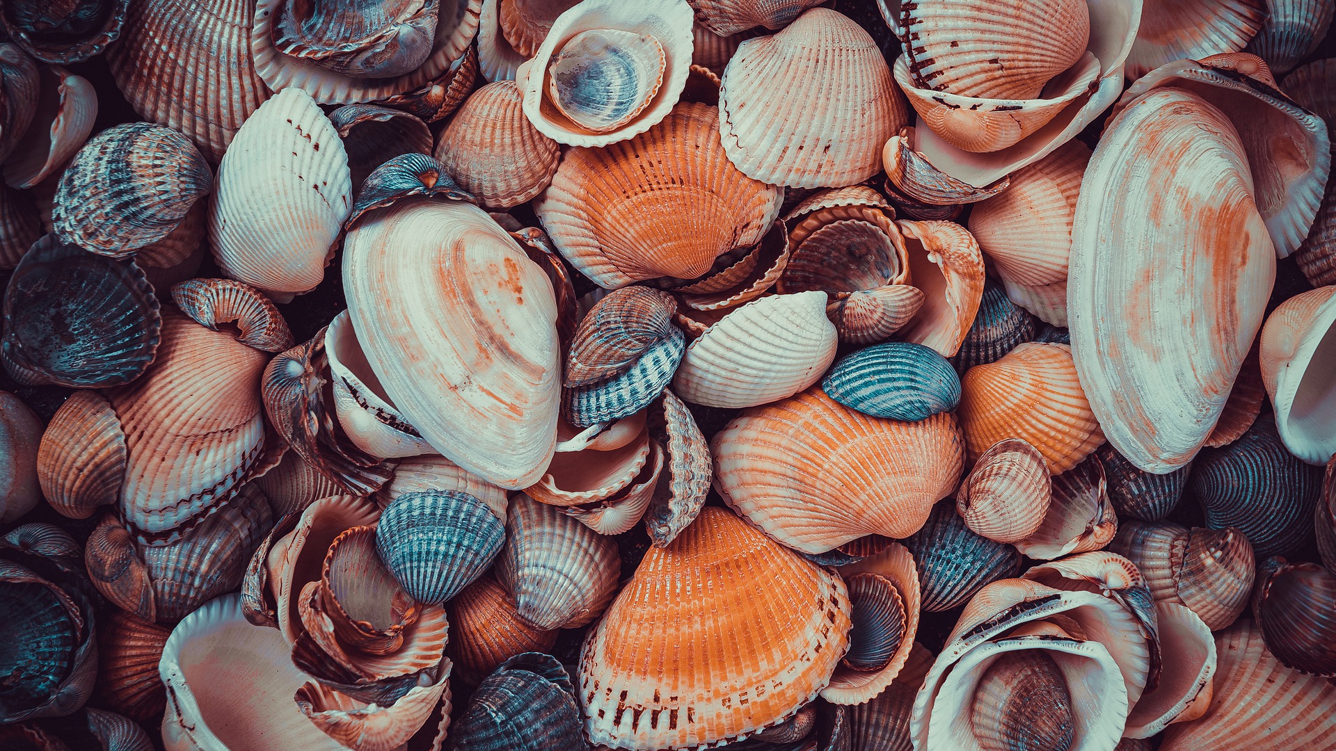shell-7532617_1920.jpg