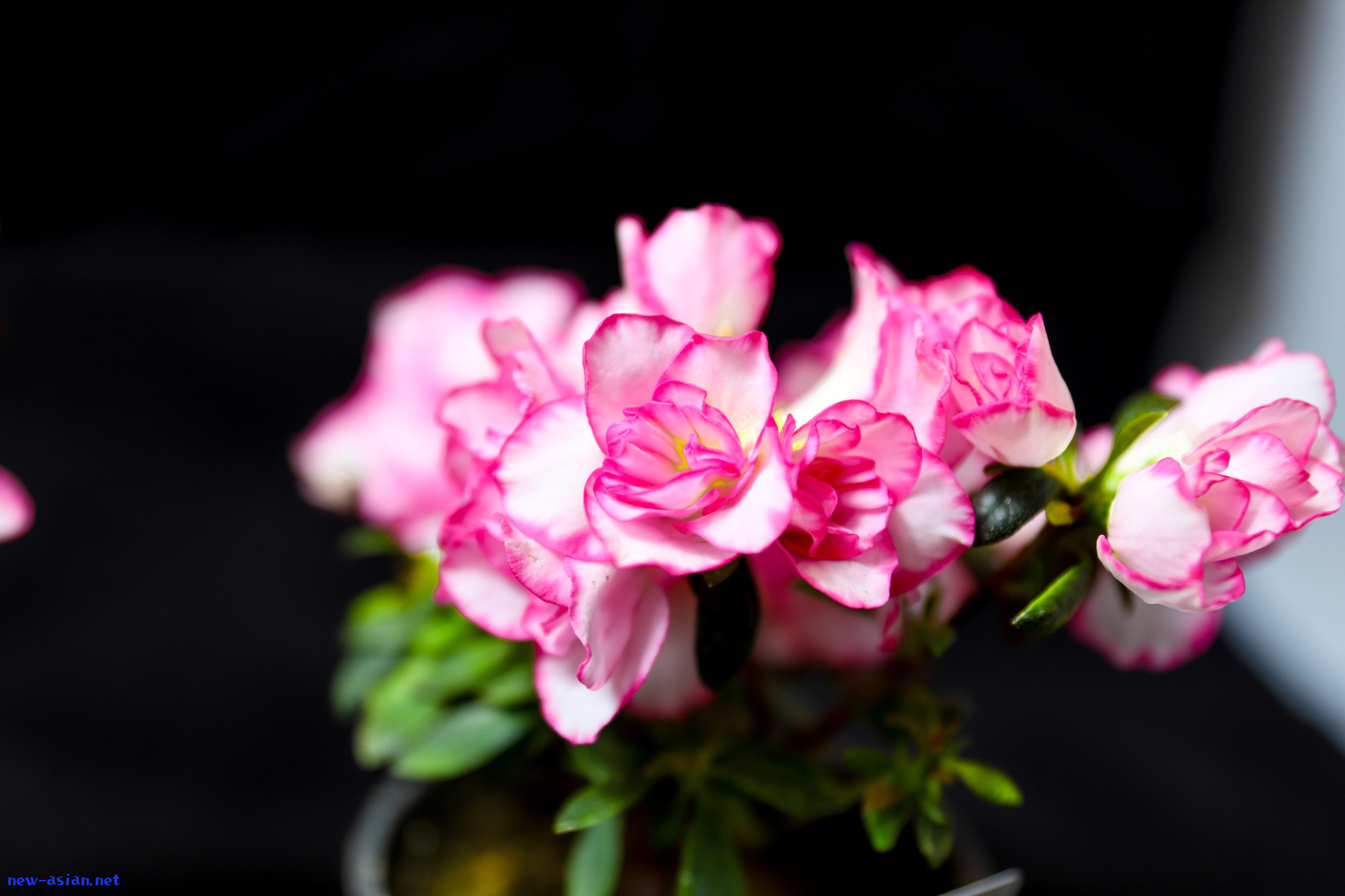 6252CD5C-A932-4614-82A6-6DD55ECE3A97.jpeg