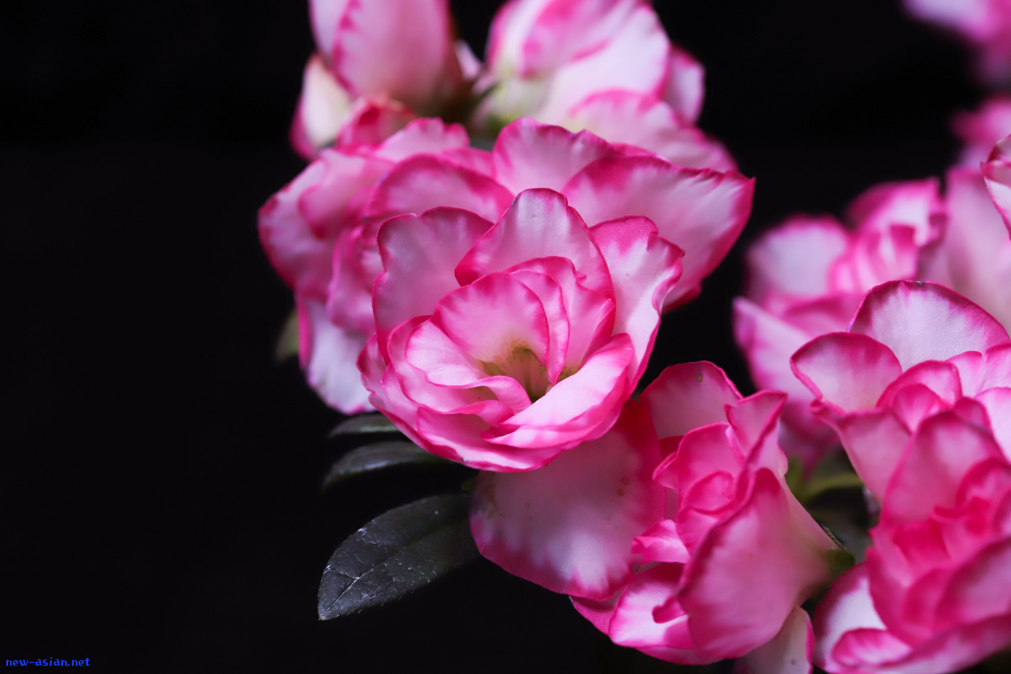7367962C-5FF6-4C66-BA56-53A07BE3C528.jpeg