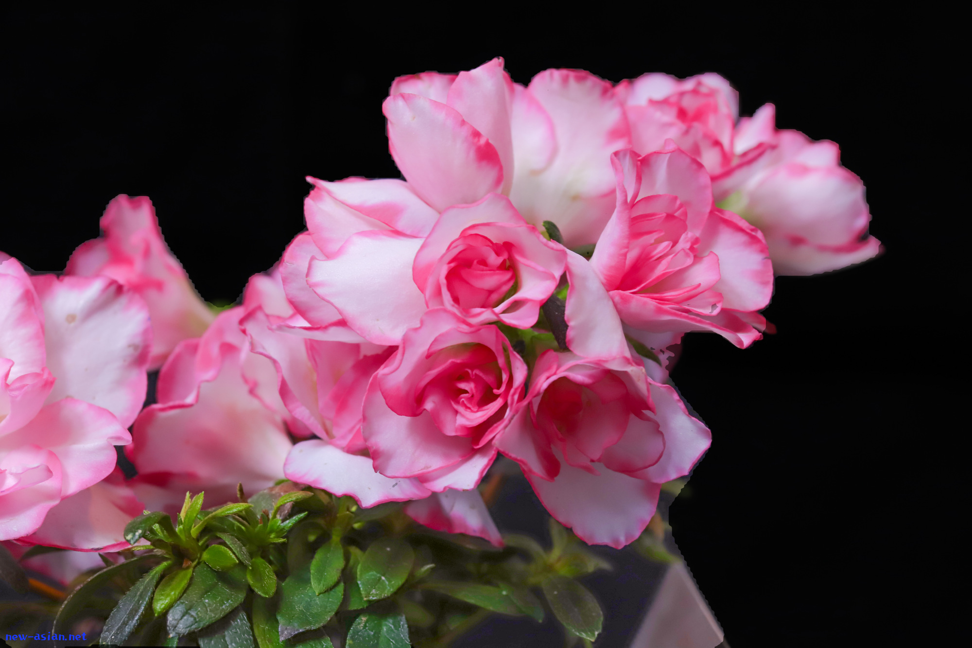 DB65236C-9A9D-45BF-969B-C5B614765F0B.jpeg