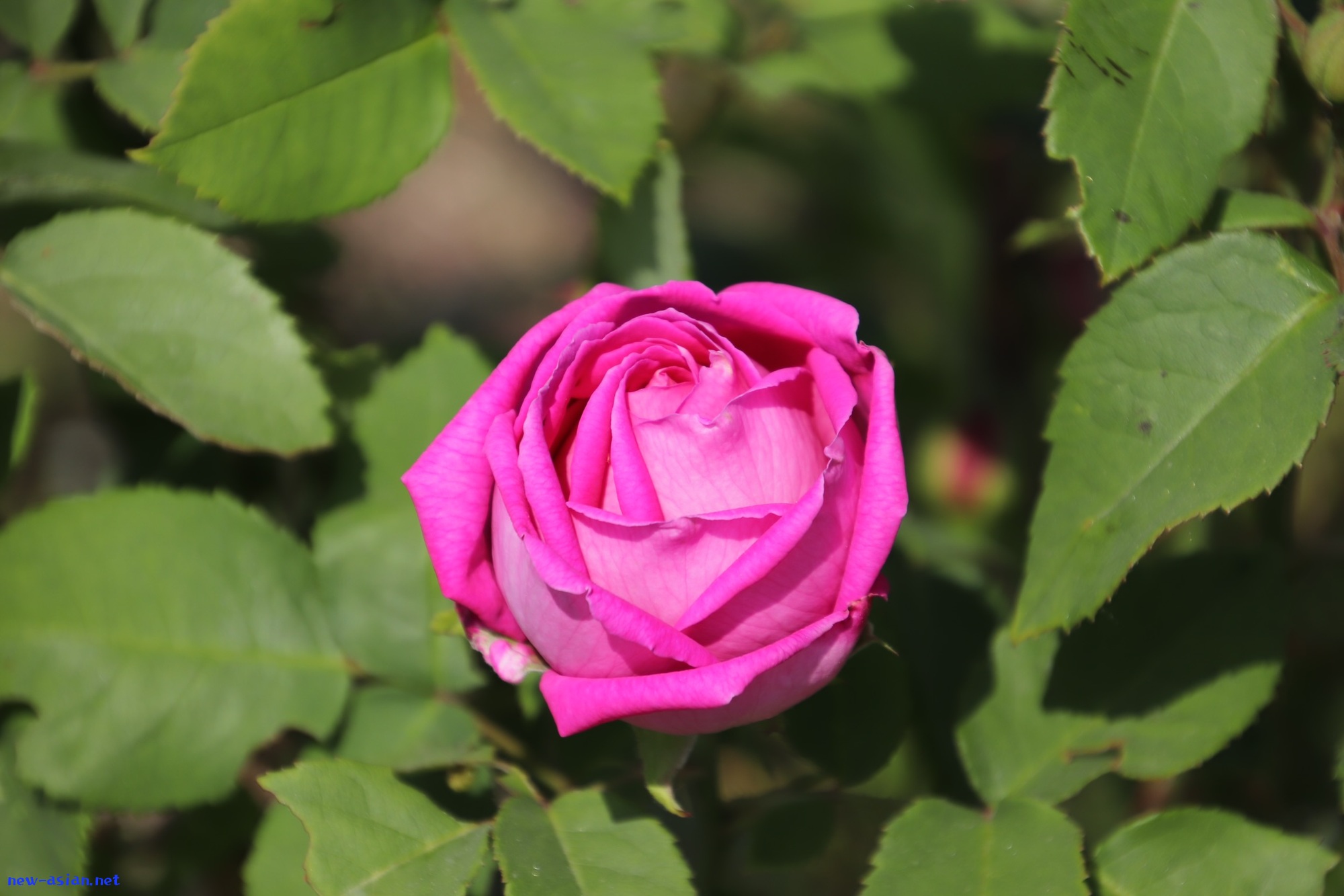 ED358582-68A3-4CFA-86B8-F11C87E783F0.jpeg