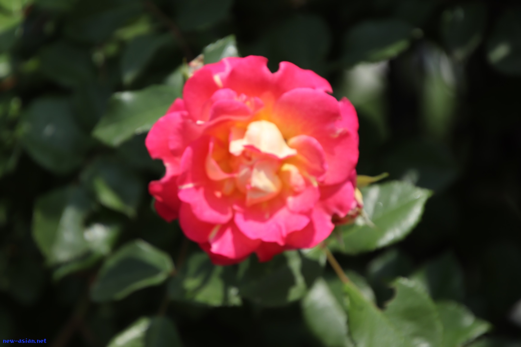 827FD62E-8CB1-42A5-B2F7-329F6210D9B5.jpeg