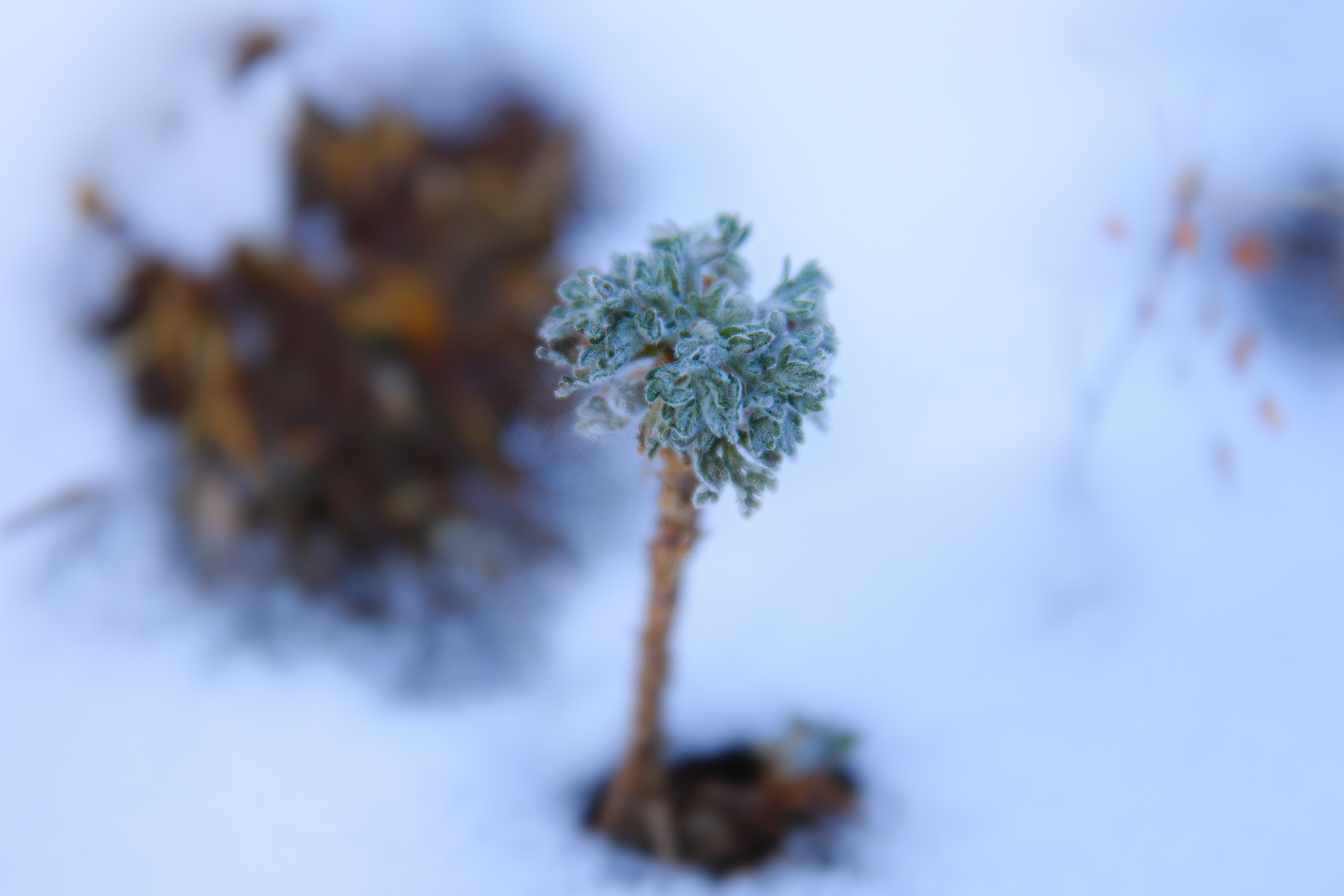 D8777AEF-F01C-46B9-9873-8F9C00125B89.jpeg
