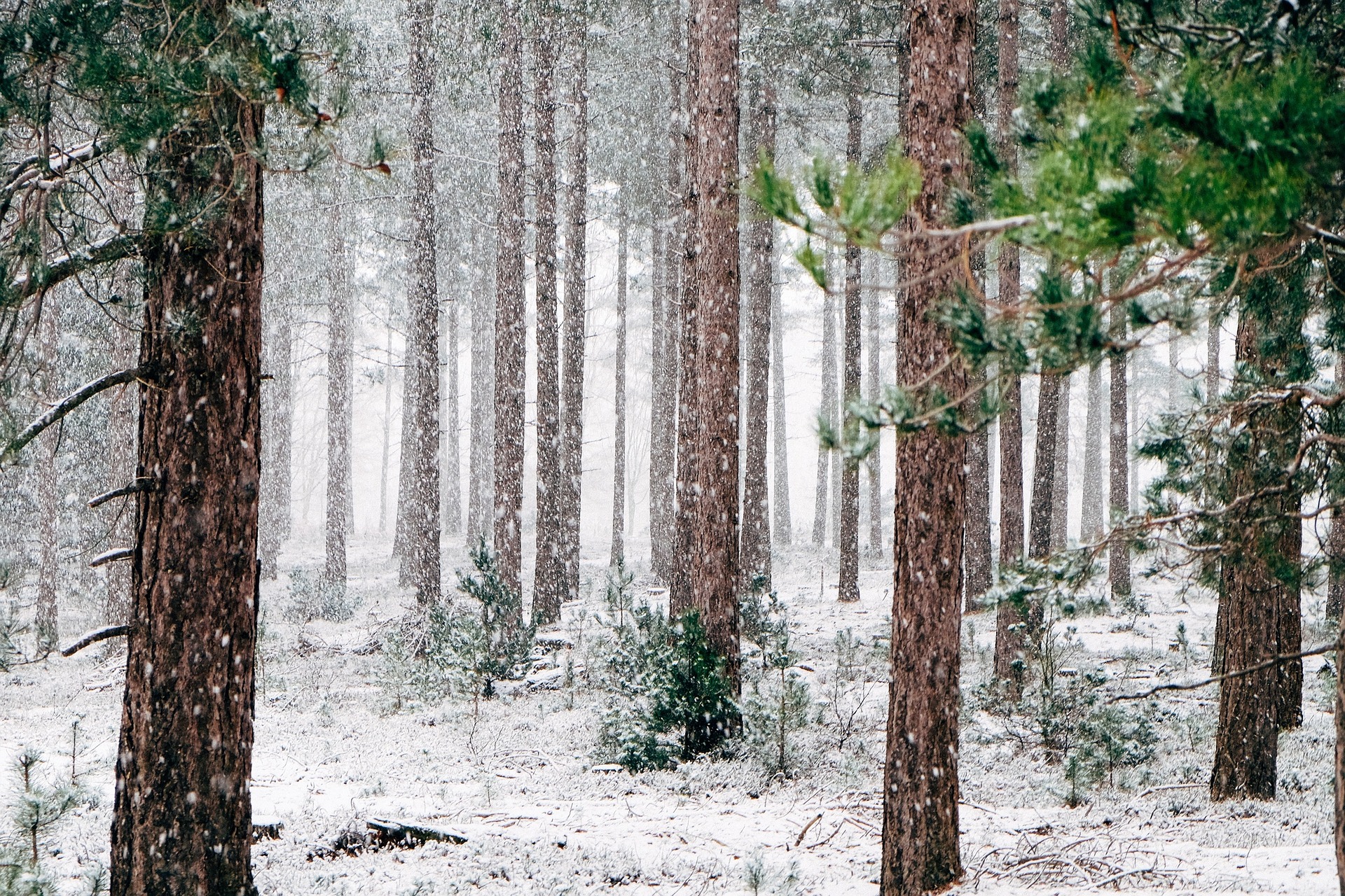 woods-690257_1920.jpg