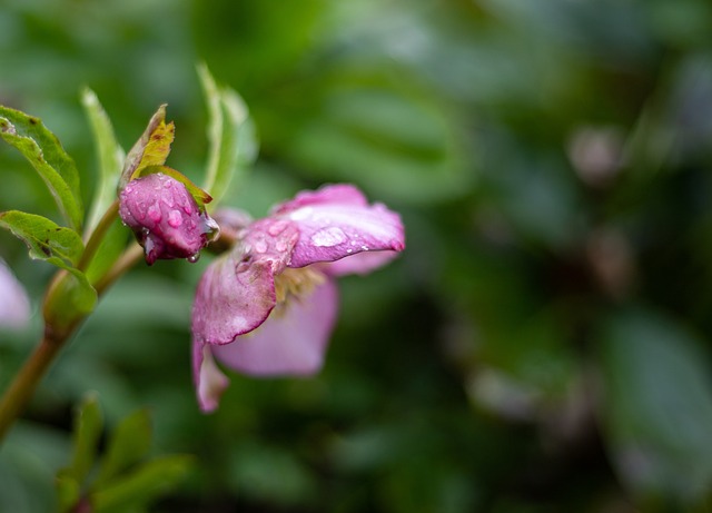 hellebore-4865843_640.jpg