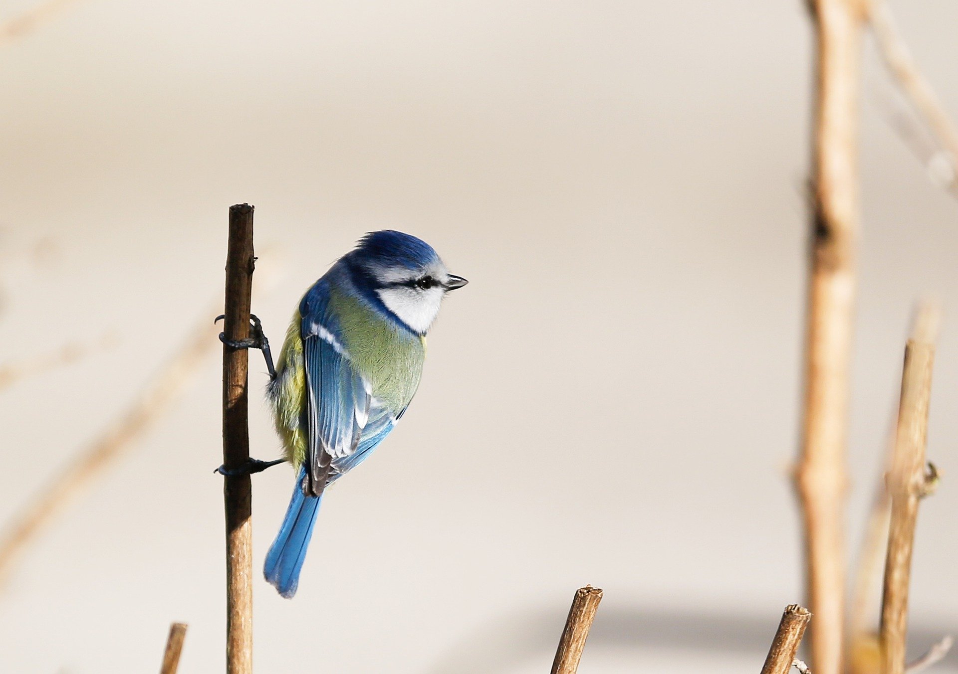 bird-7016926_1920.jpg