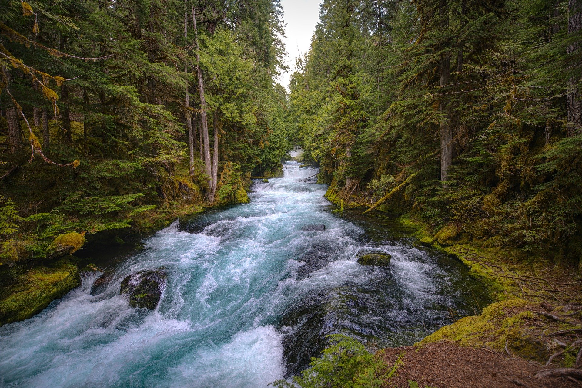 mckenzie-river-g027d91b94_1920.jpg