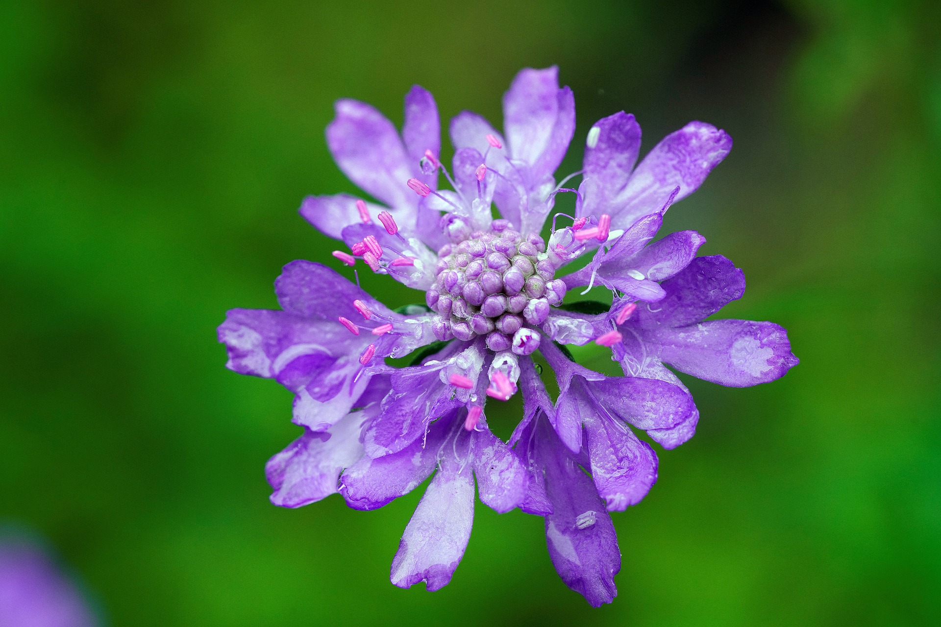 flower-gc1c28ddc4_1920.jpg