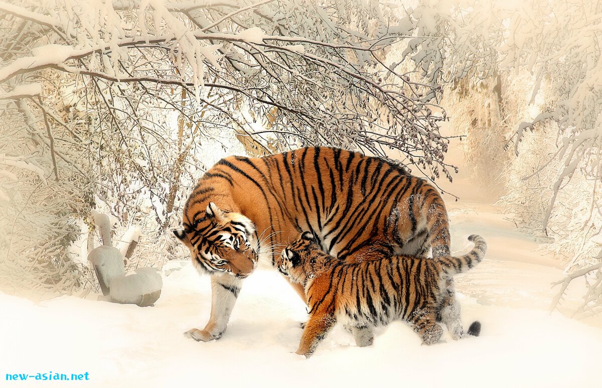 tigers-591359.jpg