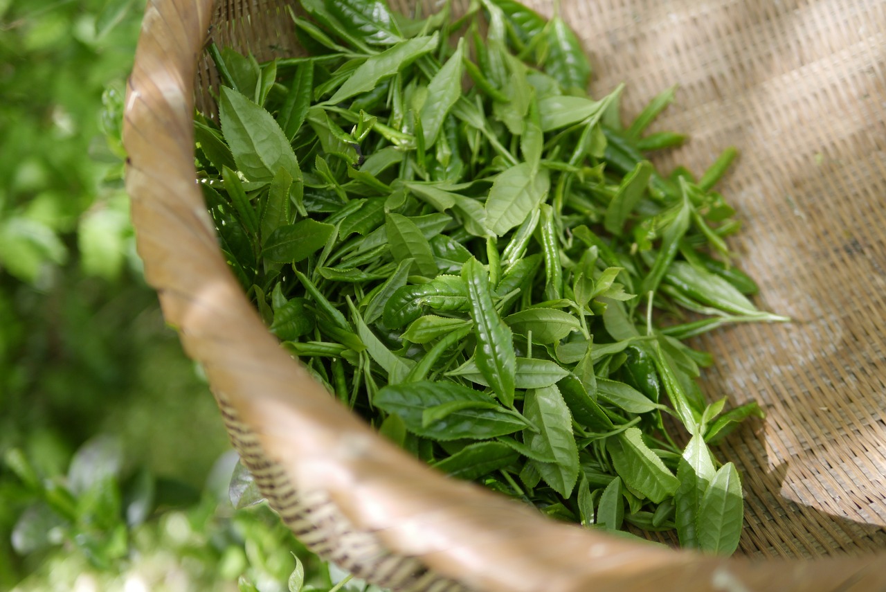 green-tea-5301025_1280.jpg