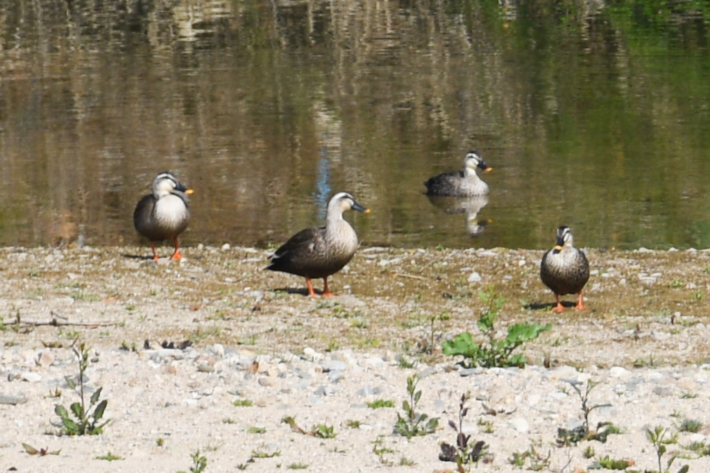 DSC_0118-168.jpg