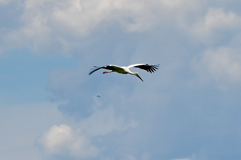 DSC_1335-801.jpg