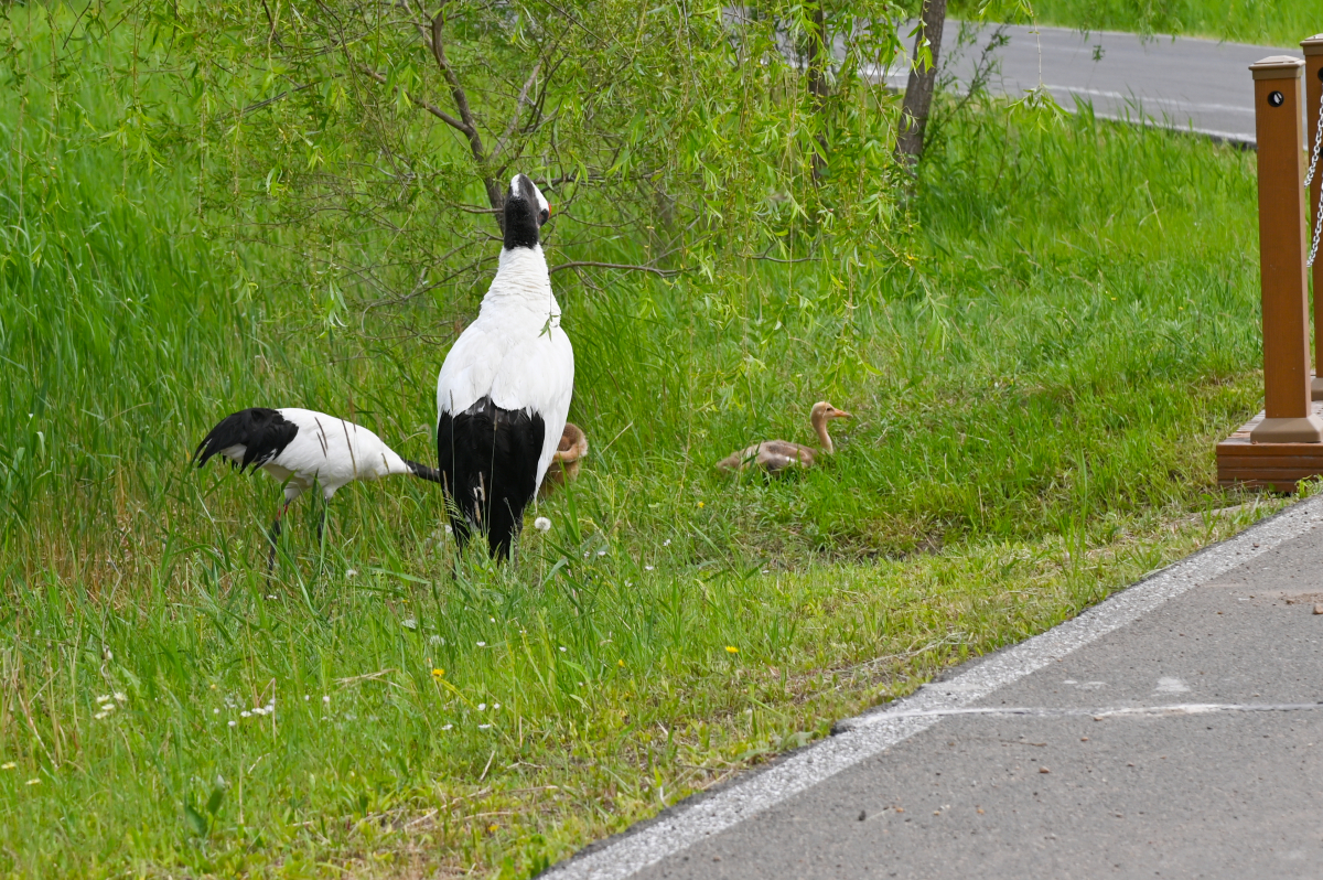 DSC_1437-817.jpg