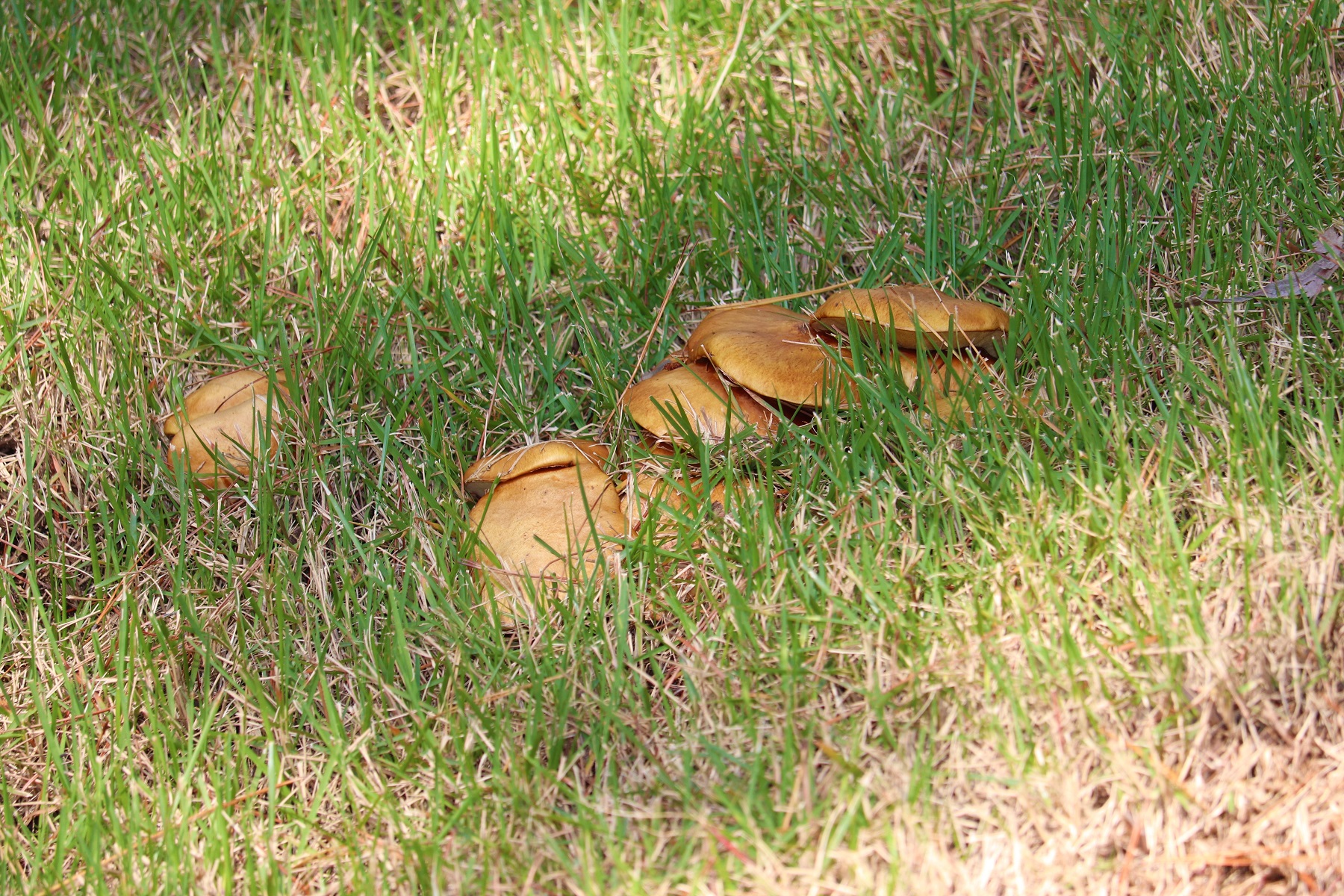 IMG_0433.JPG
